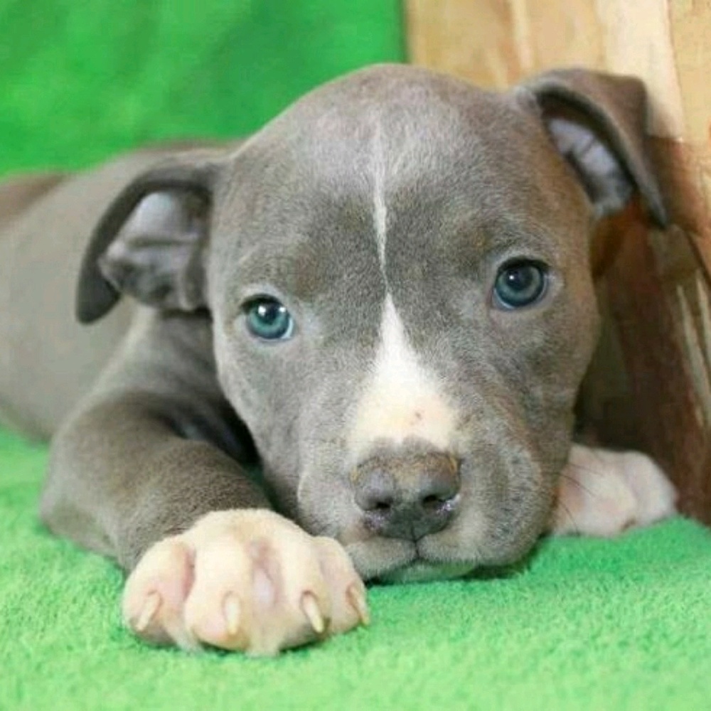 Meet your Posher, Tomasina